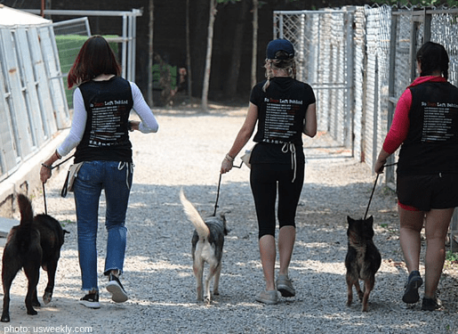 tinsley mortimer rhony yulin dog meat festival rescue 