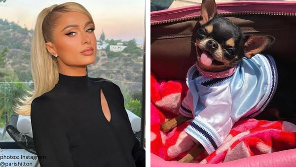 paris hilton dog missing pet detective reward